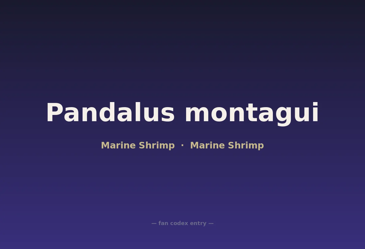Pandalus montagui
