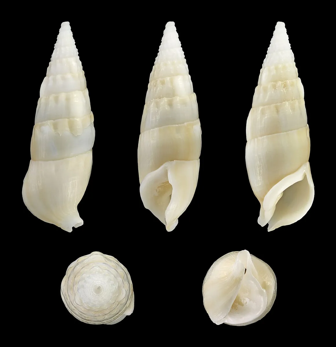 Rhinoclavis vertagus