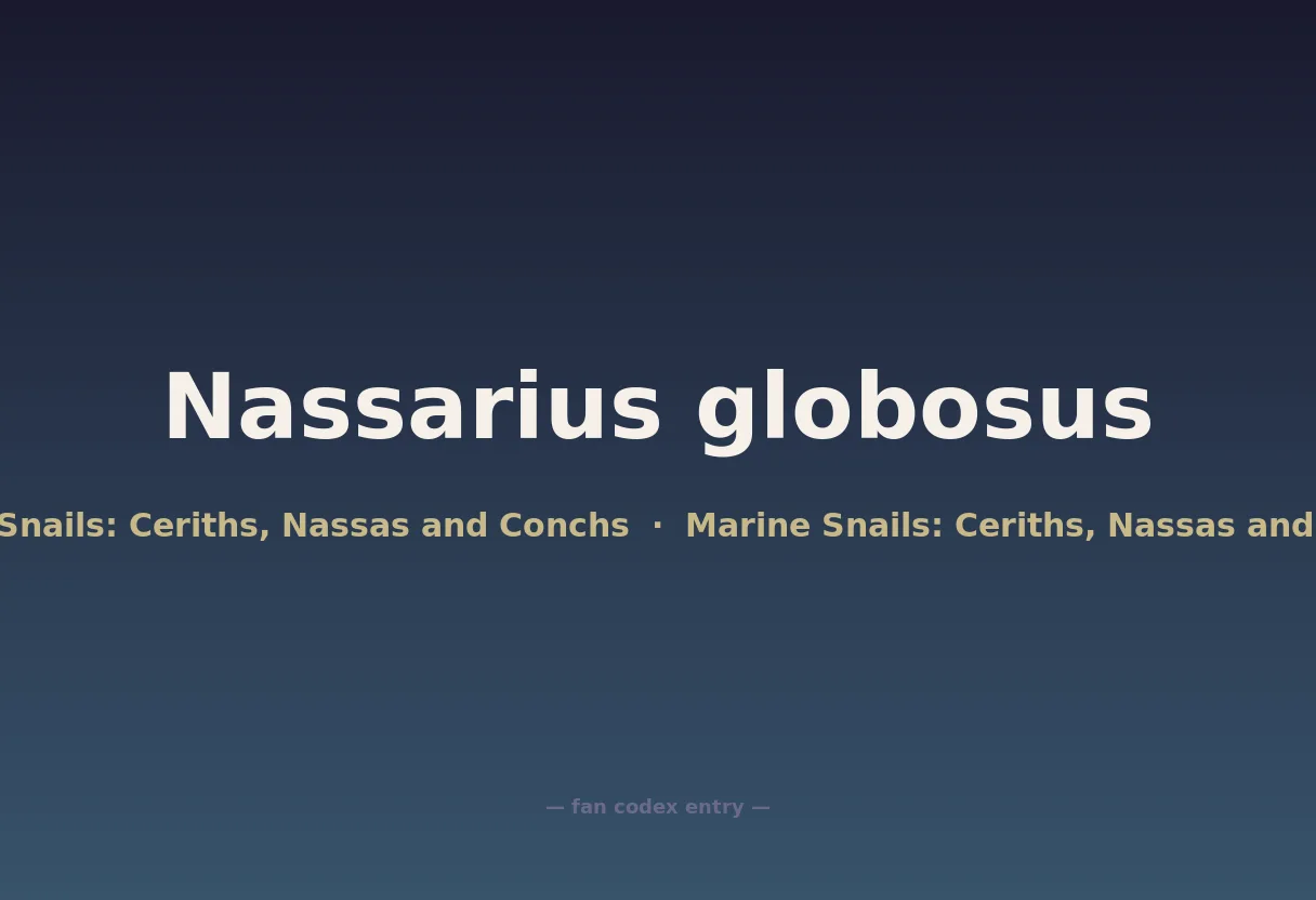 Nassarius globosus