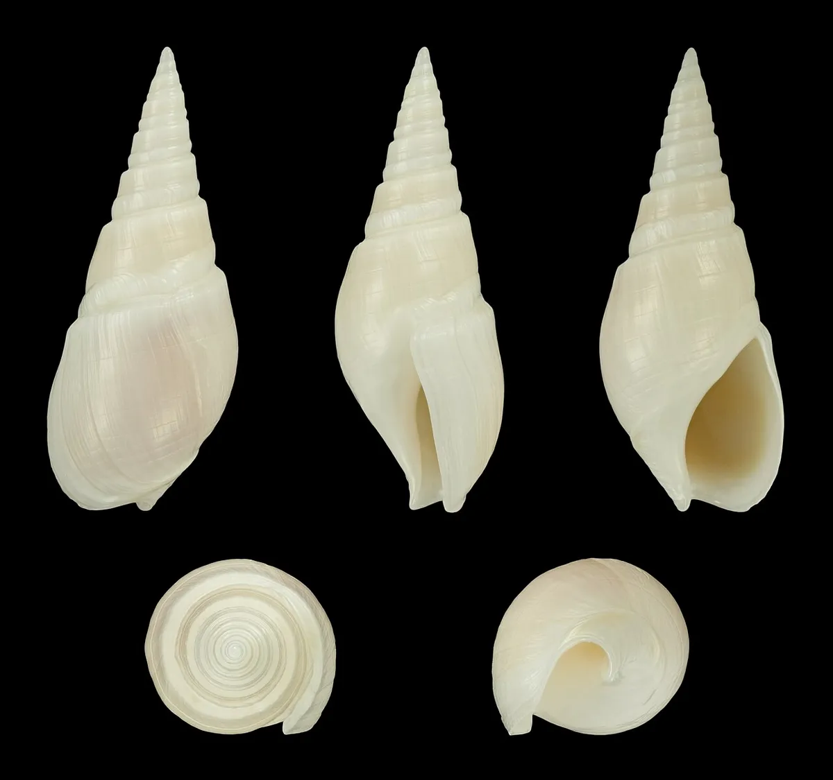 Bullia mauritiana