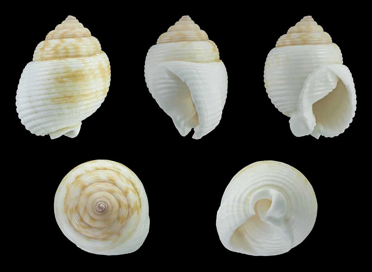 Demoulia abbreviata