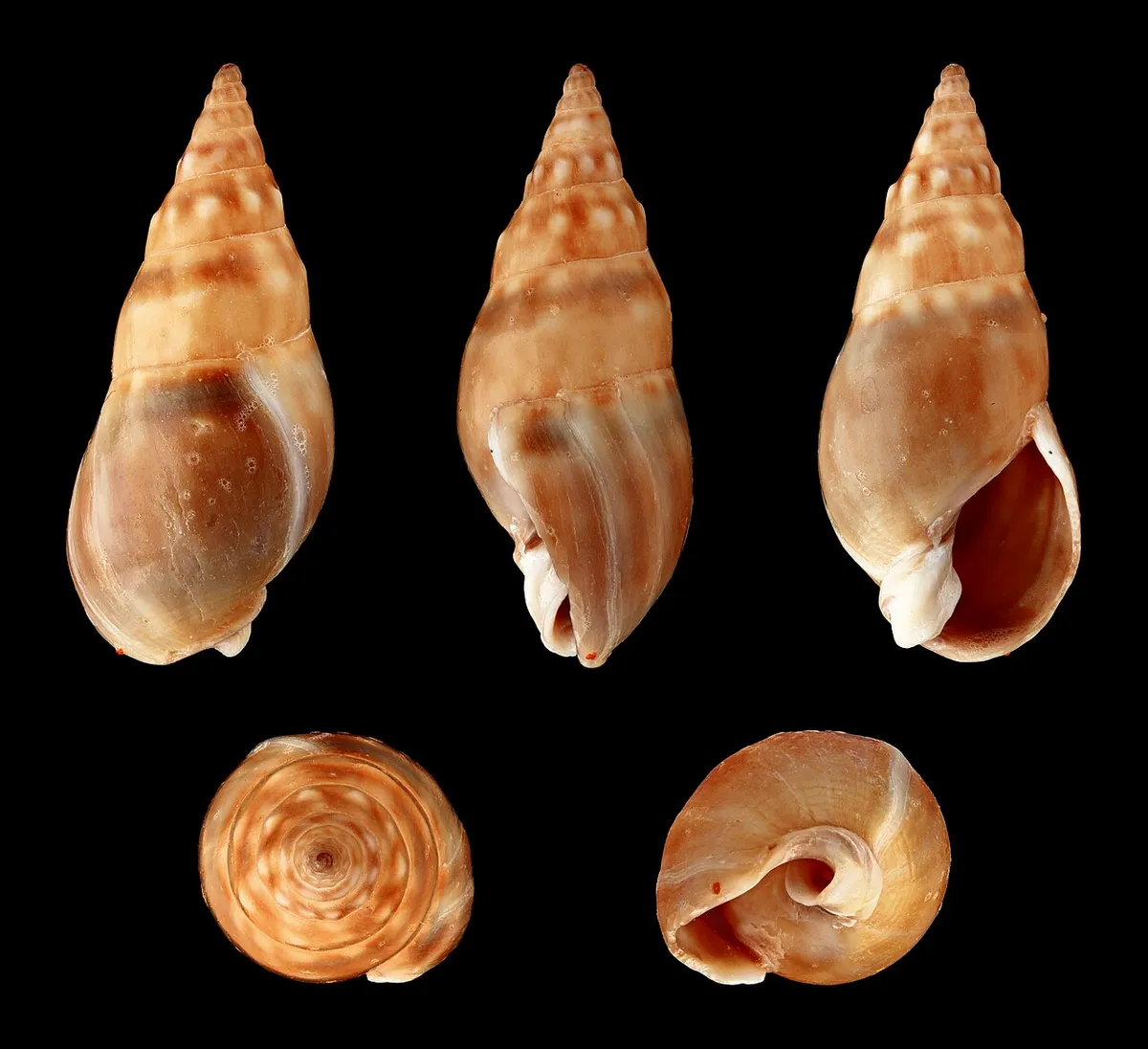 Dorsanum