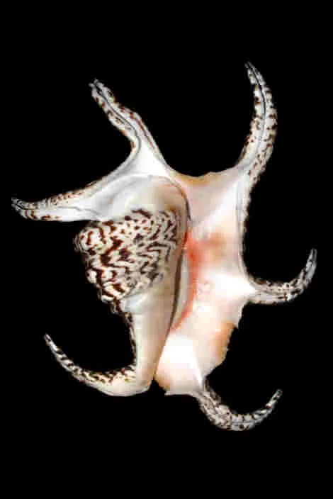 Harpago chiragra