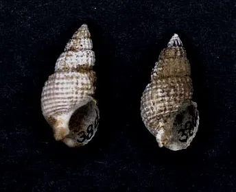 Ilyanassa trivittata
