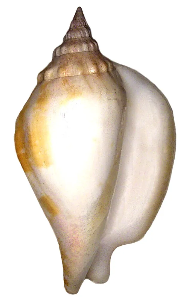 Labiostrombus epidromis