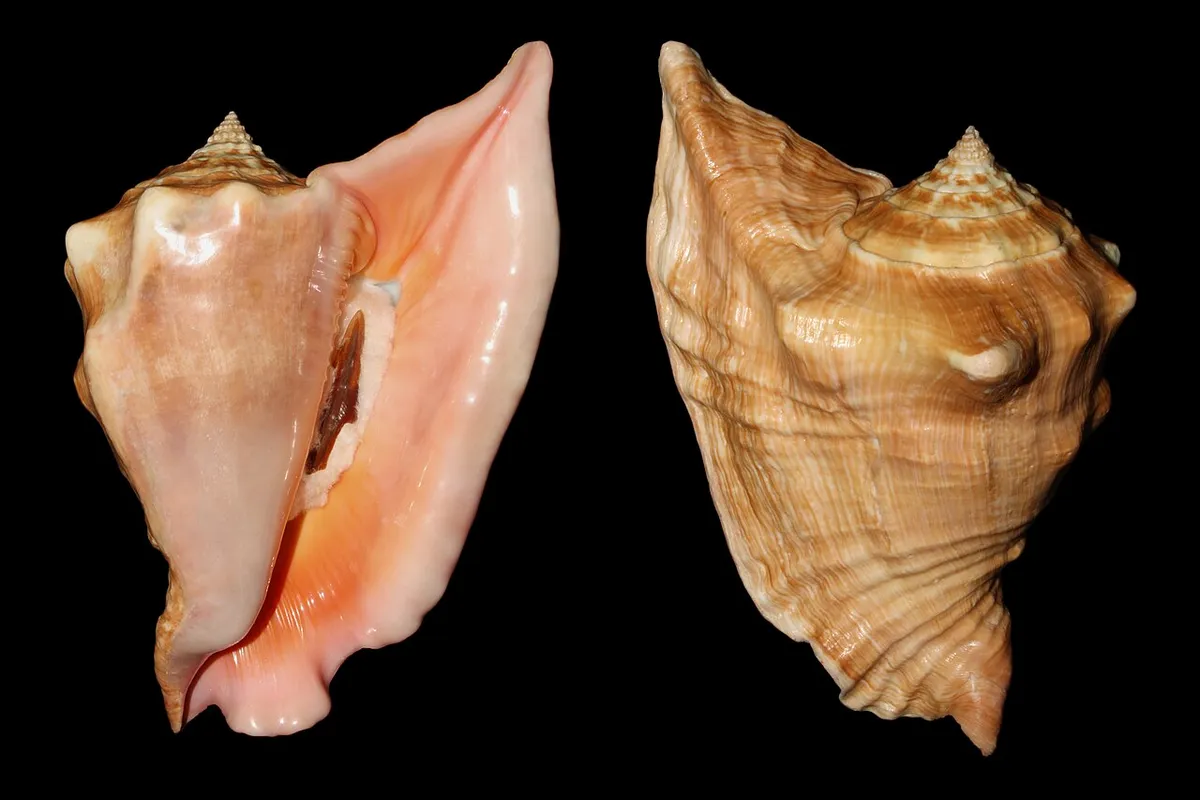 Lobatus peruvianus