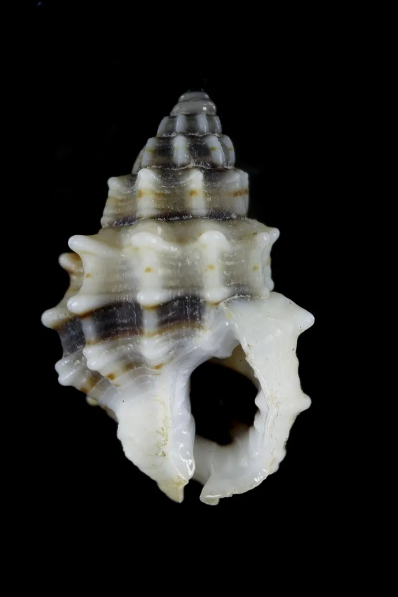 Nassarius cinctellus