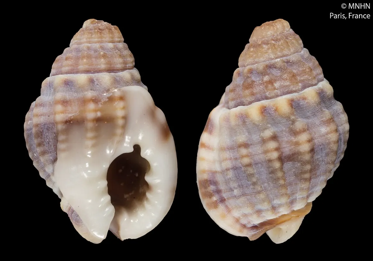 Nassarius deshayesianus