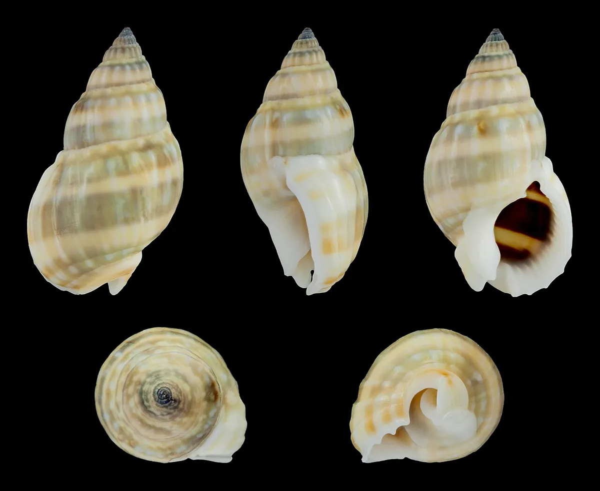 Nassarius distortus