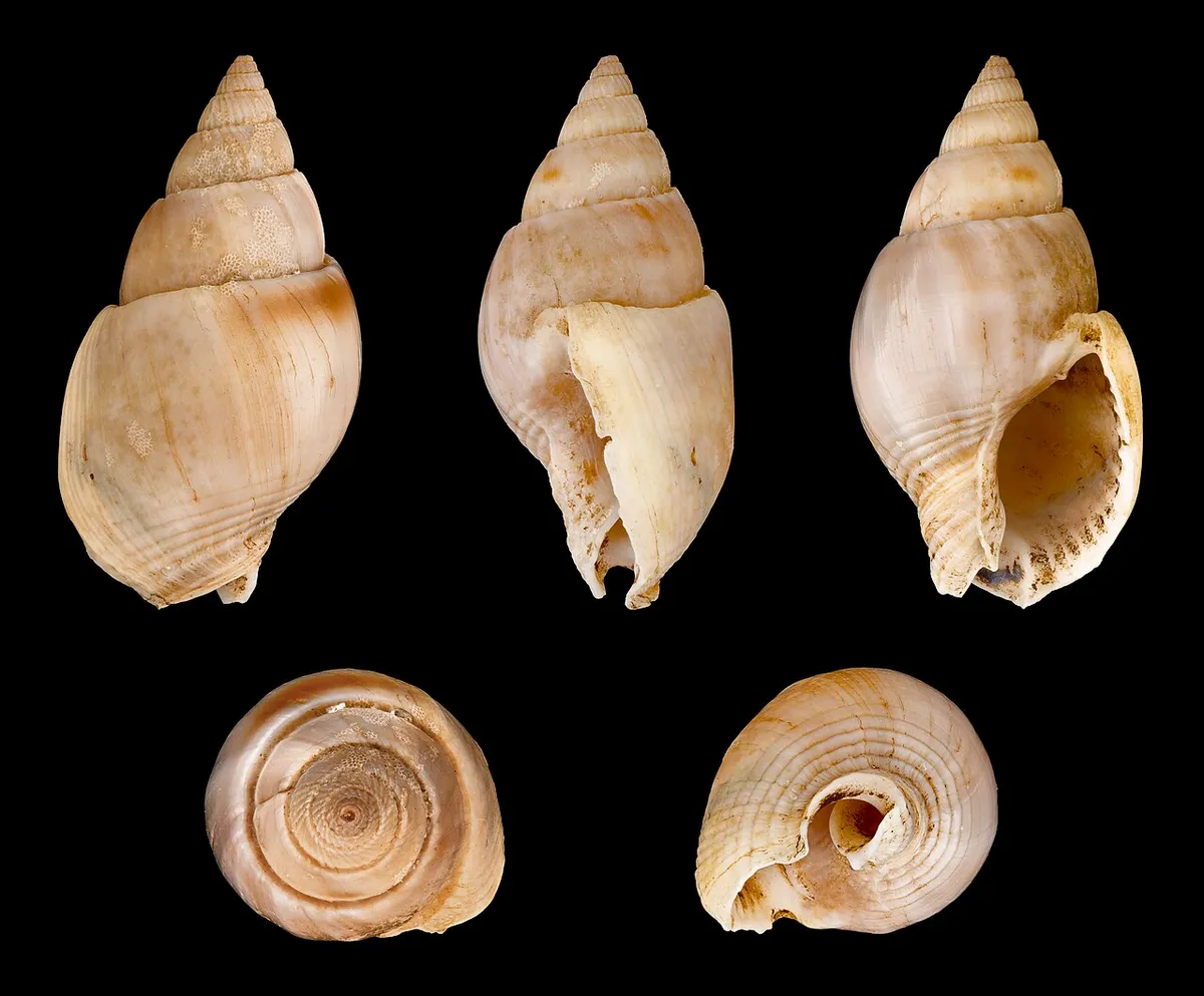 Nassarius dorsatus