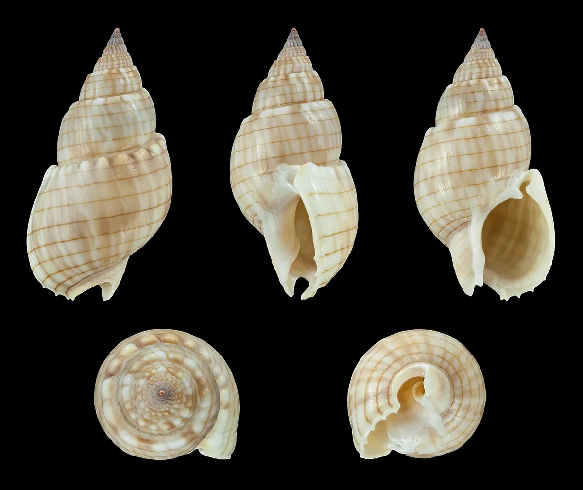 Nassarius glans