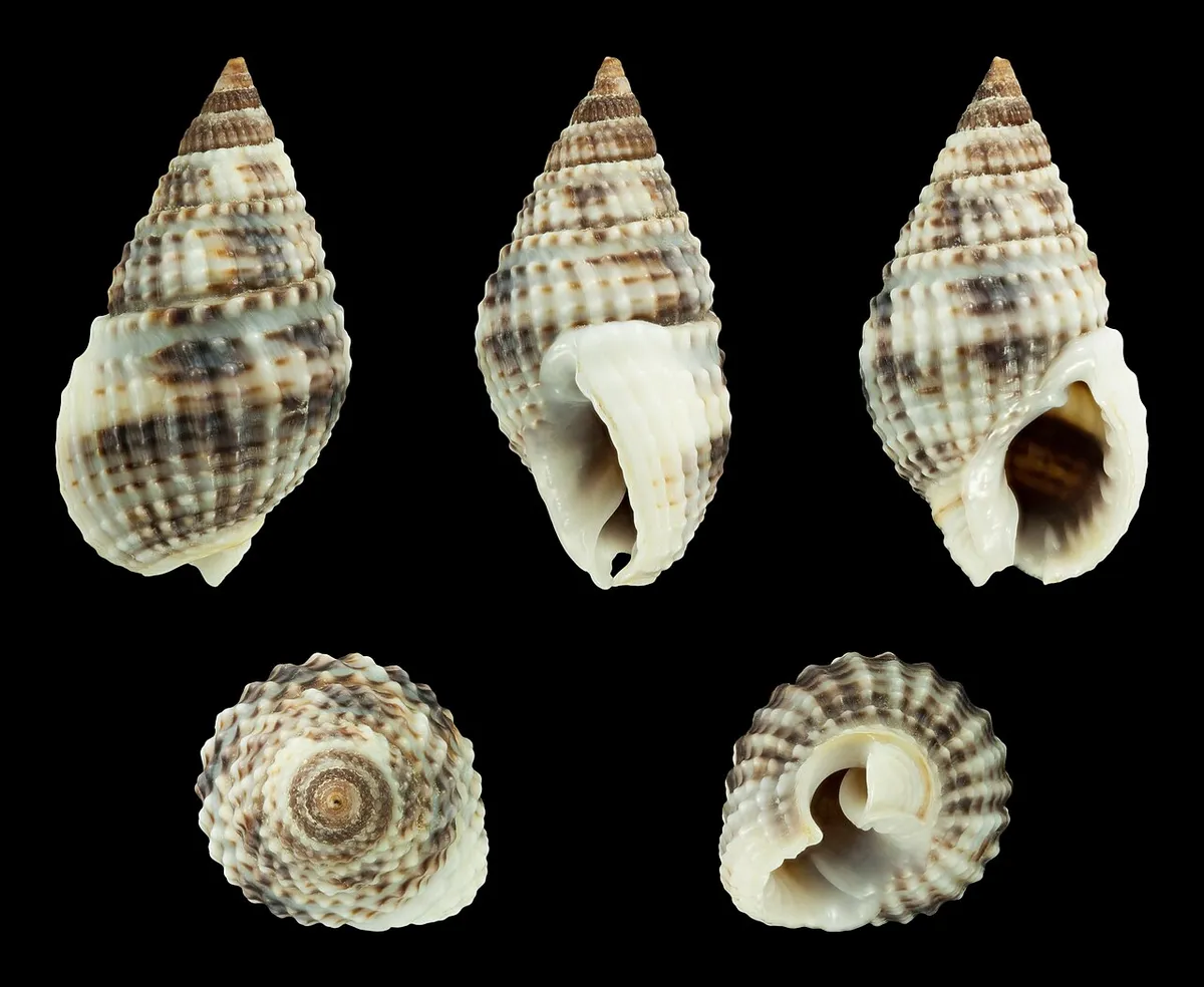 Nassarius margaritifer