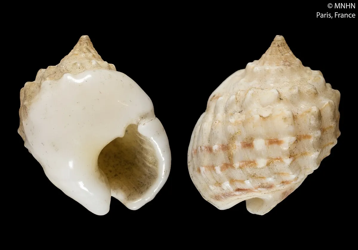 Nassarius oneratus