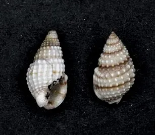 Nassarius pyrrhus