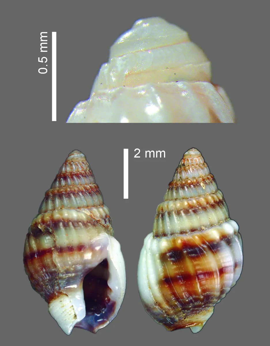 Nassarius sinusigerus
