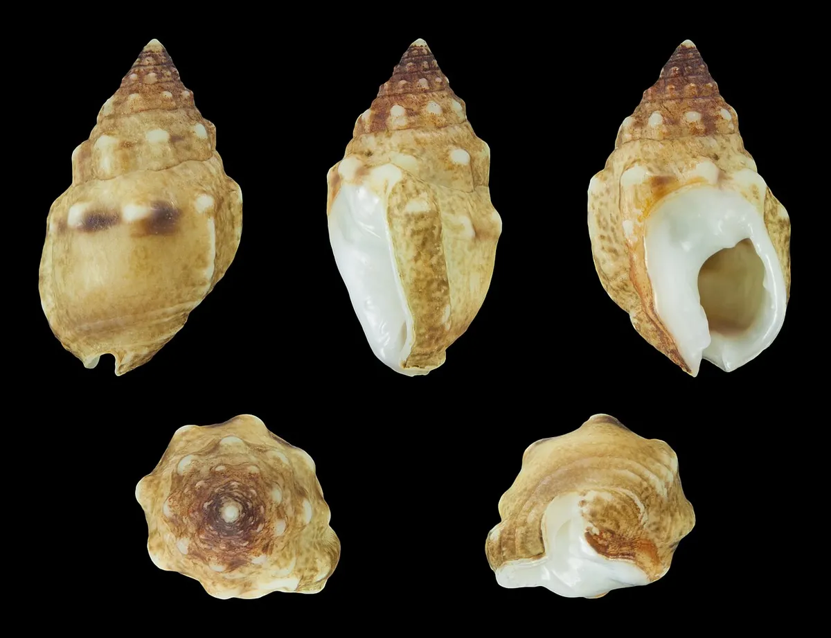 Phrontis tiarula