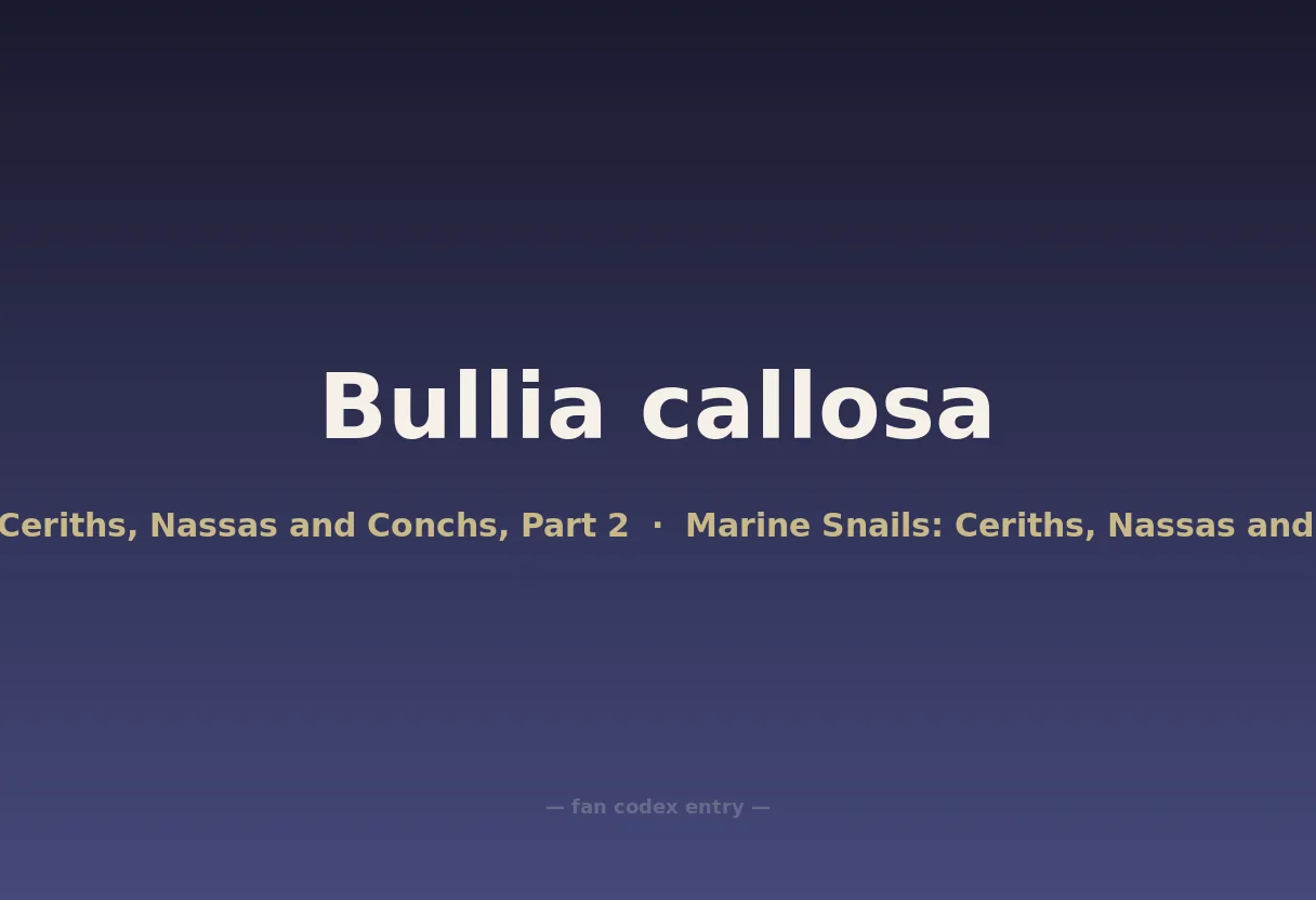 Bullia callosa