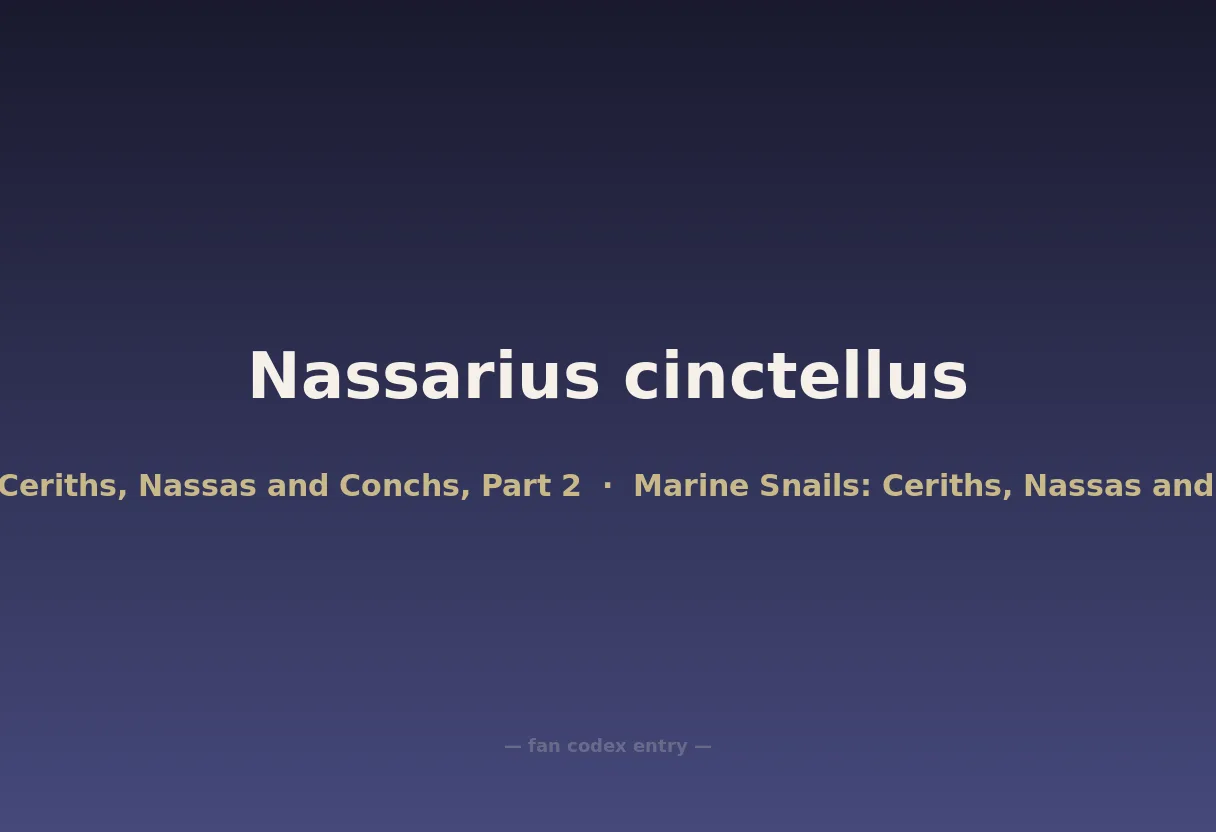 Nassarius cinctellus