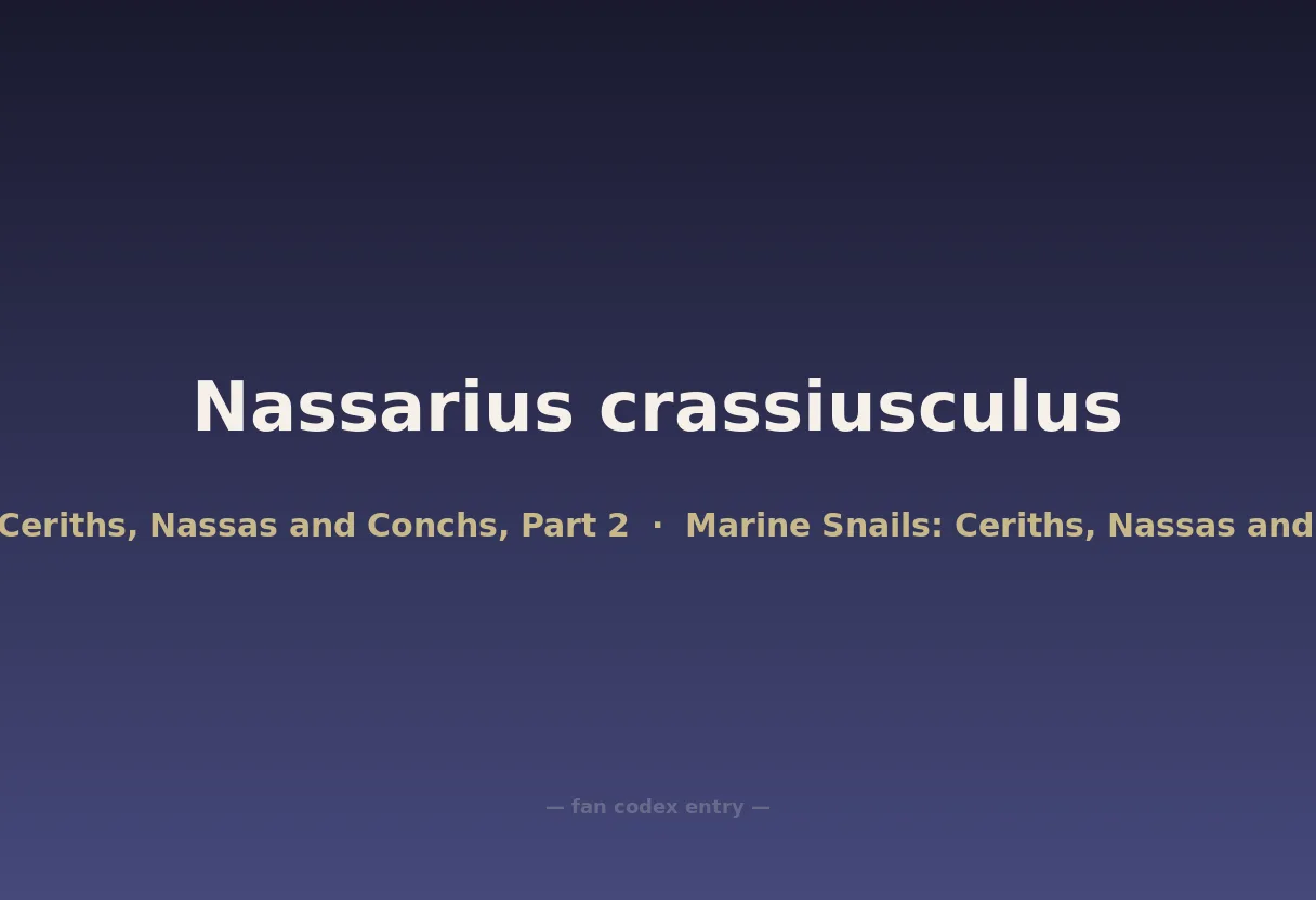 Nassarius crassiusculus