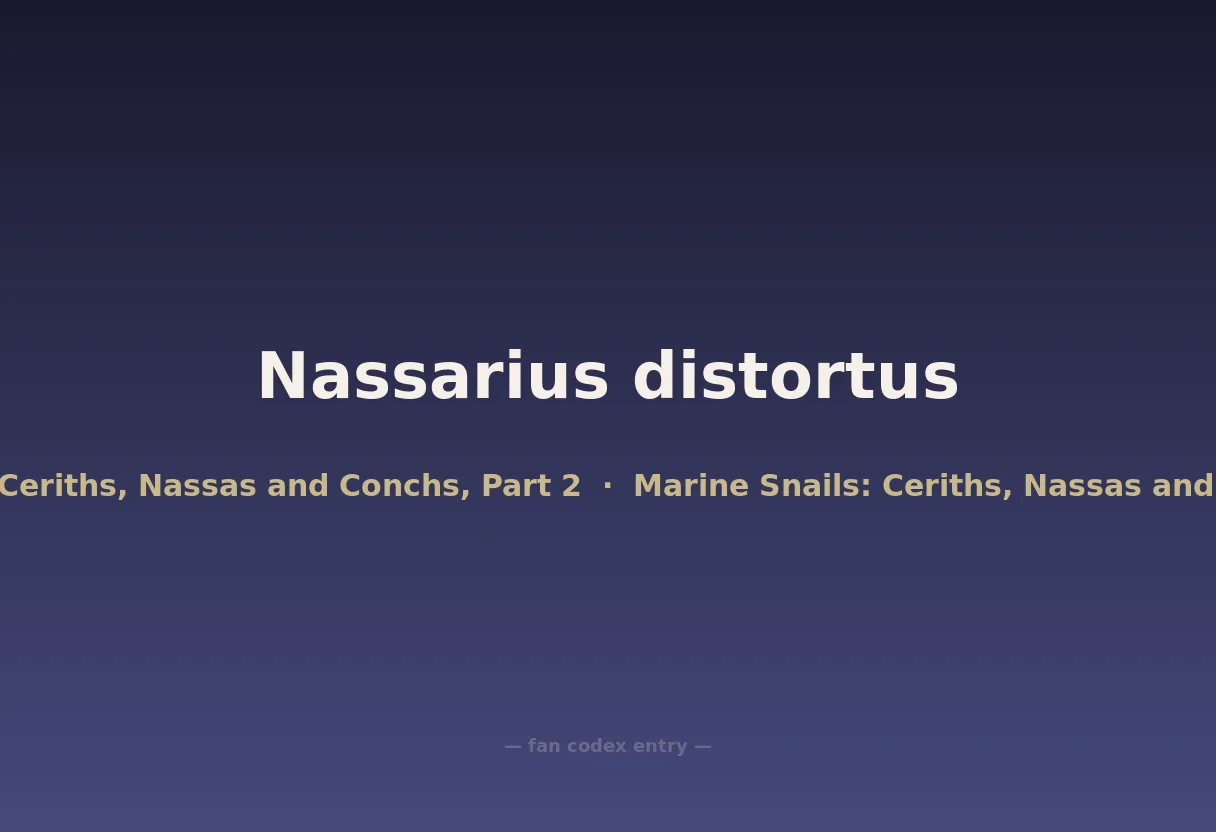 Nassarius distortus