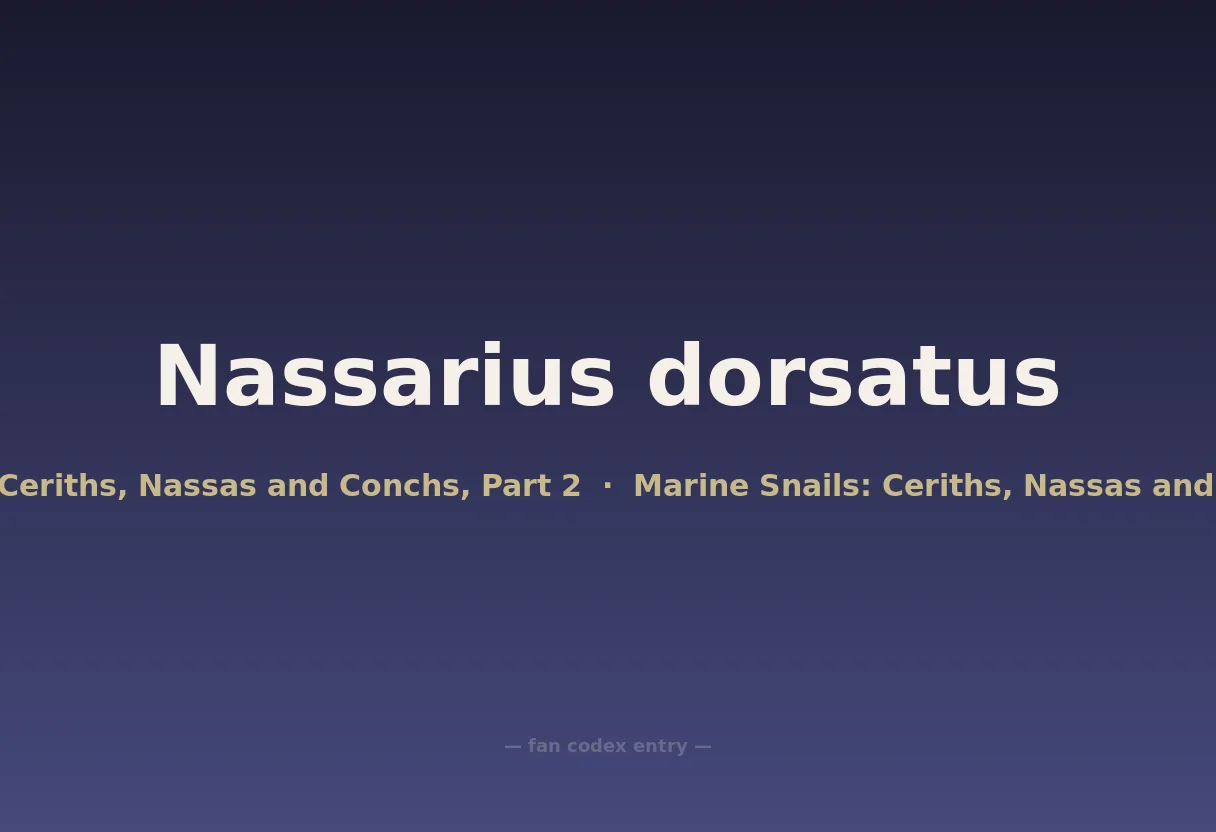 Nassarius dorsatus