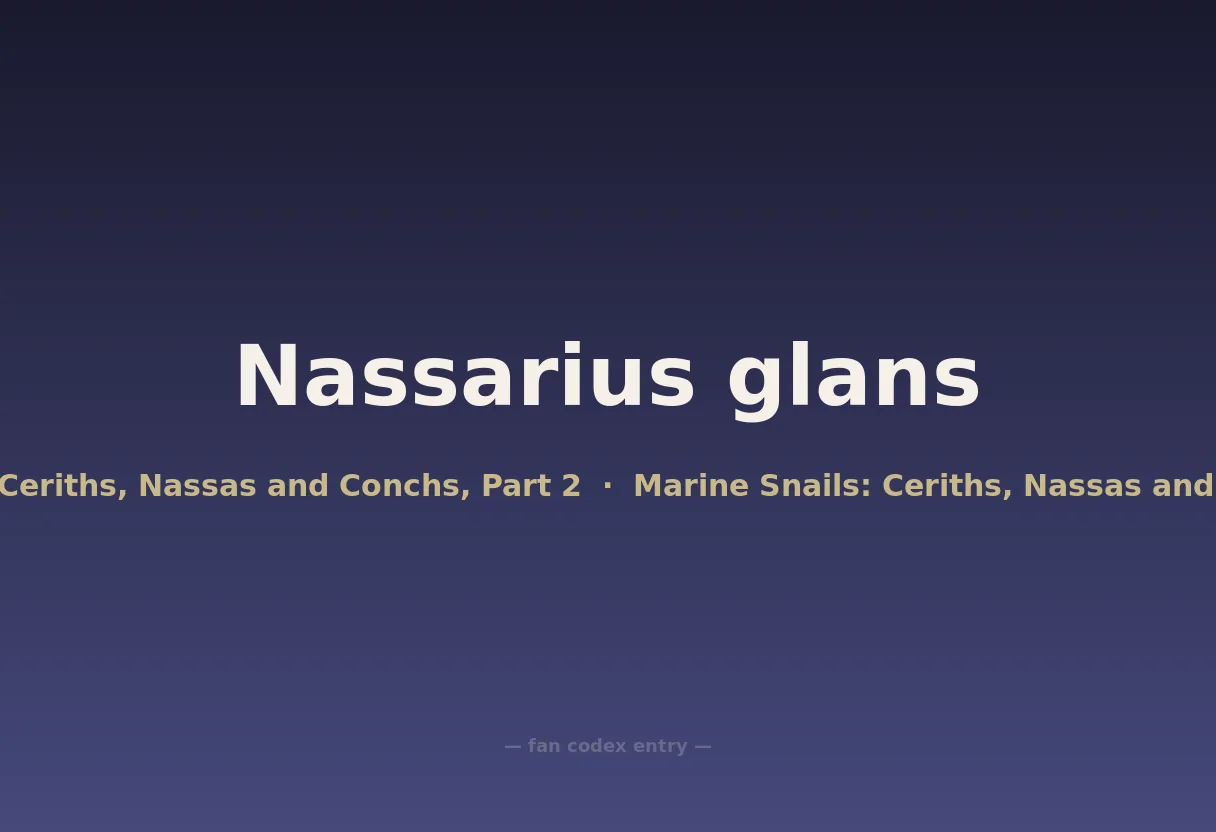 Nassarius glans