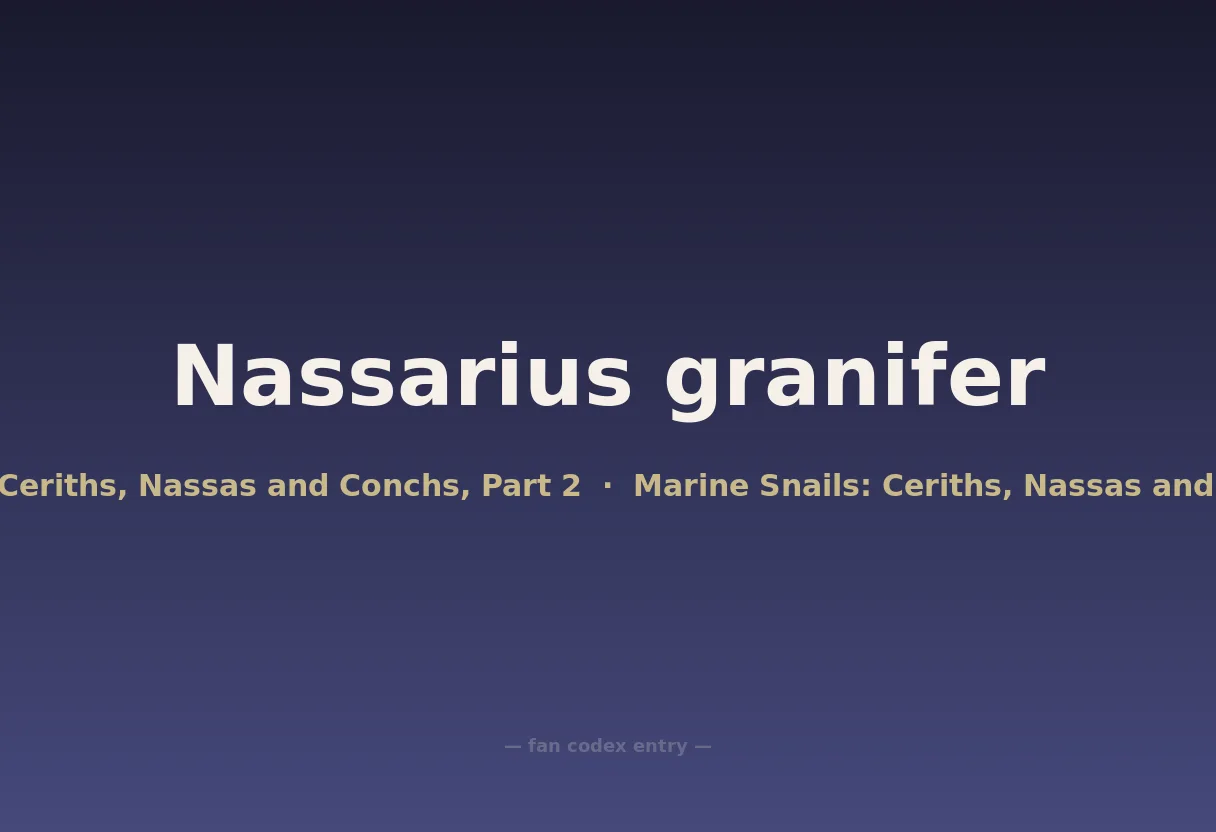 Nassarius granifer
