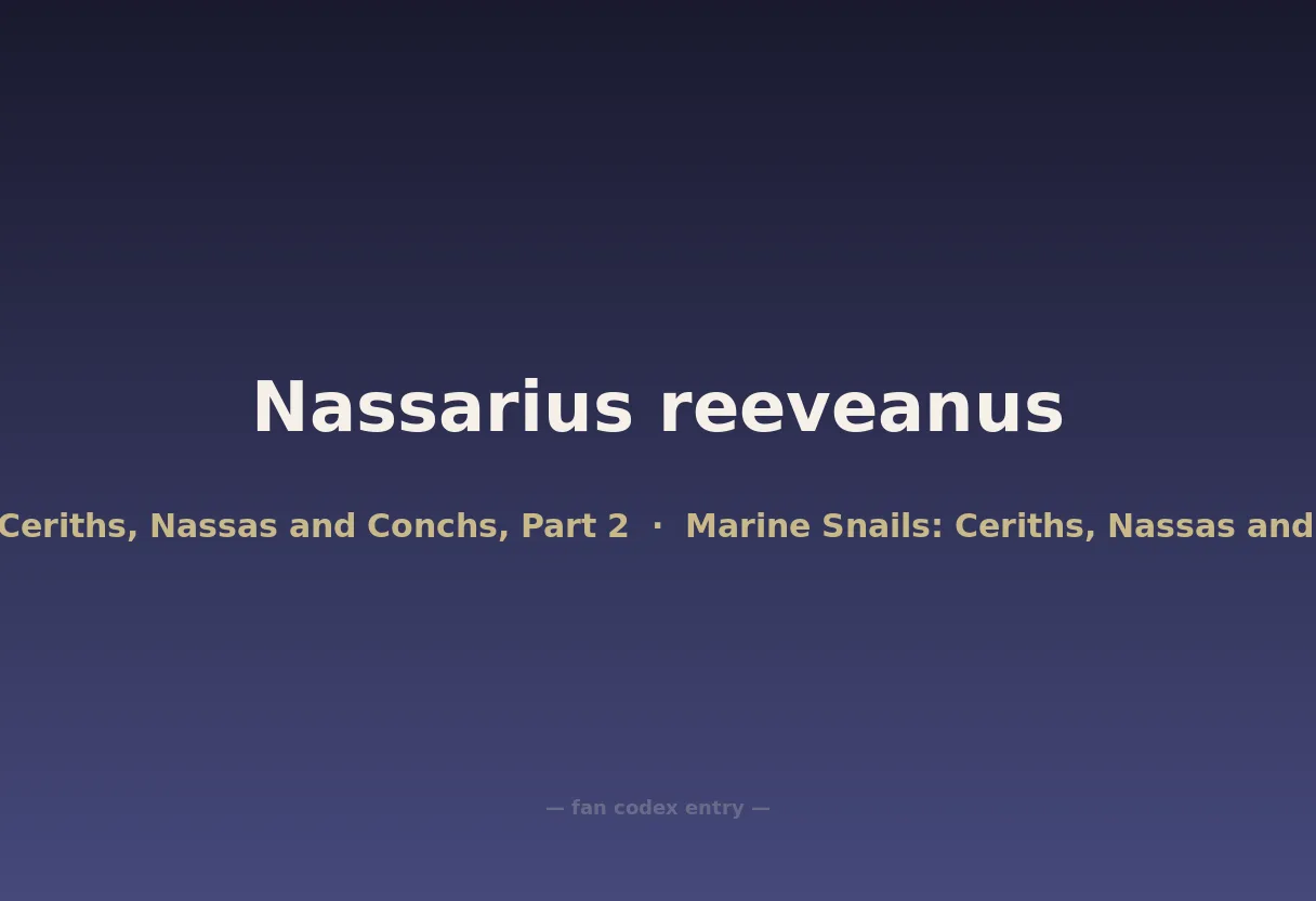 Nassarius reeveanus