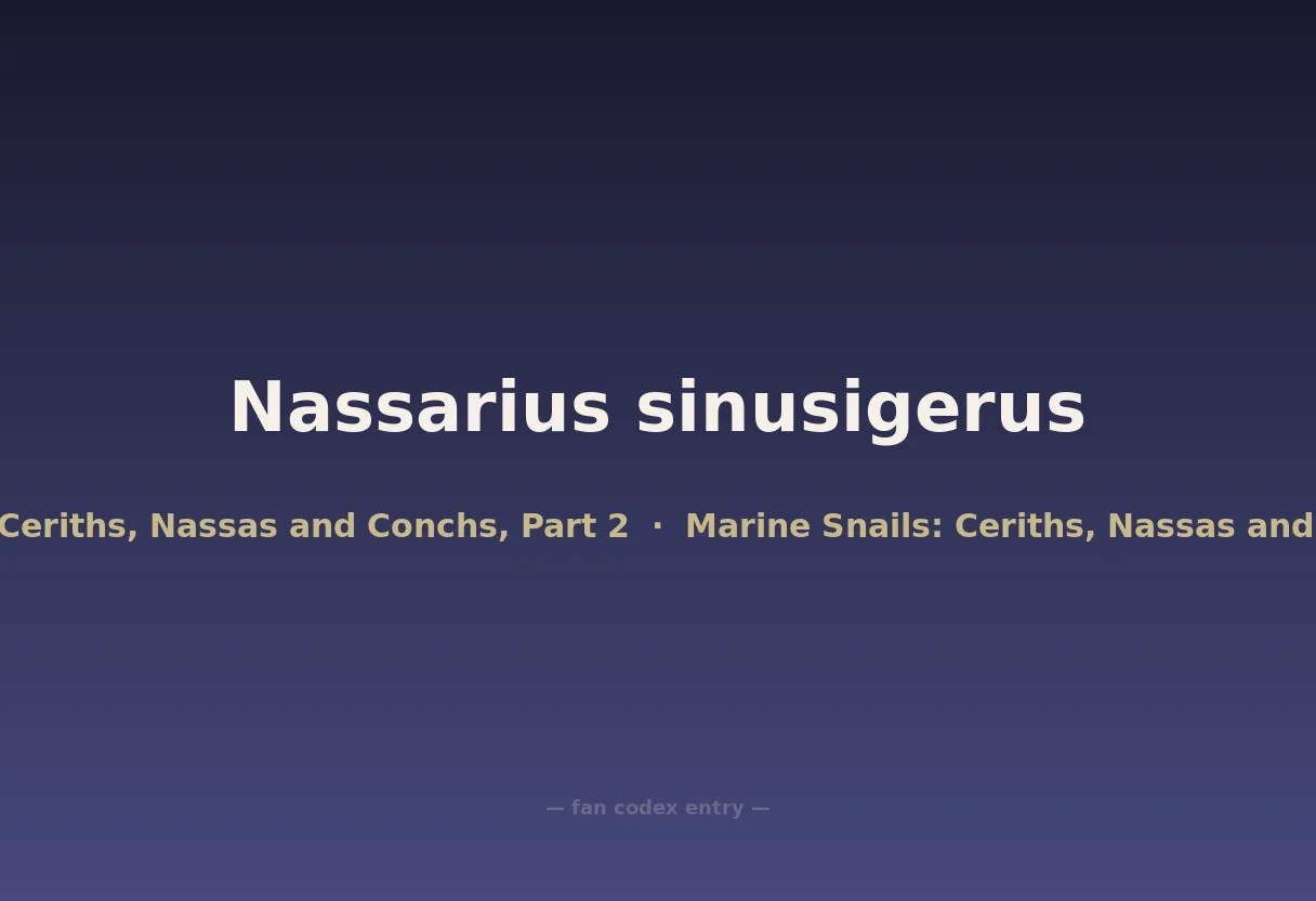 Nassarius sinusigerus