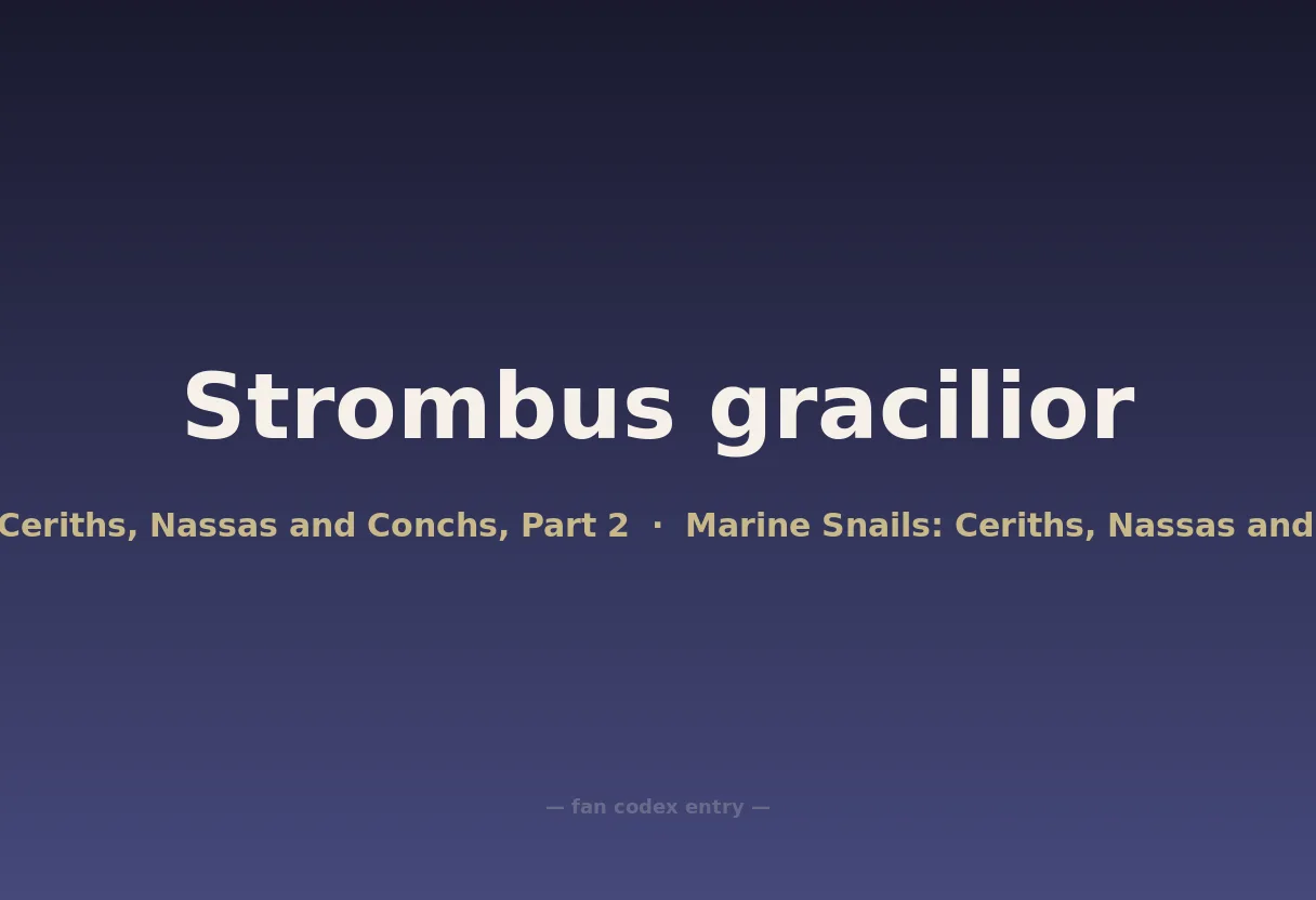 Strombus gracilior