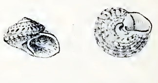 Clanculus albugo