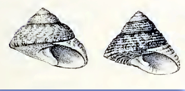 Clanculus aloysii