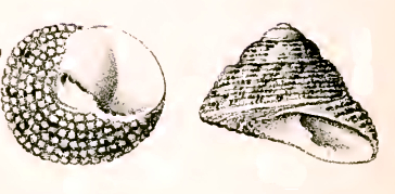 Clanculus aloysii