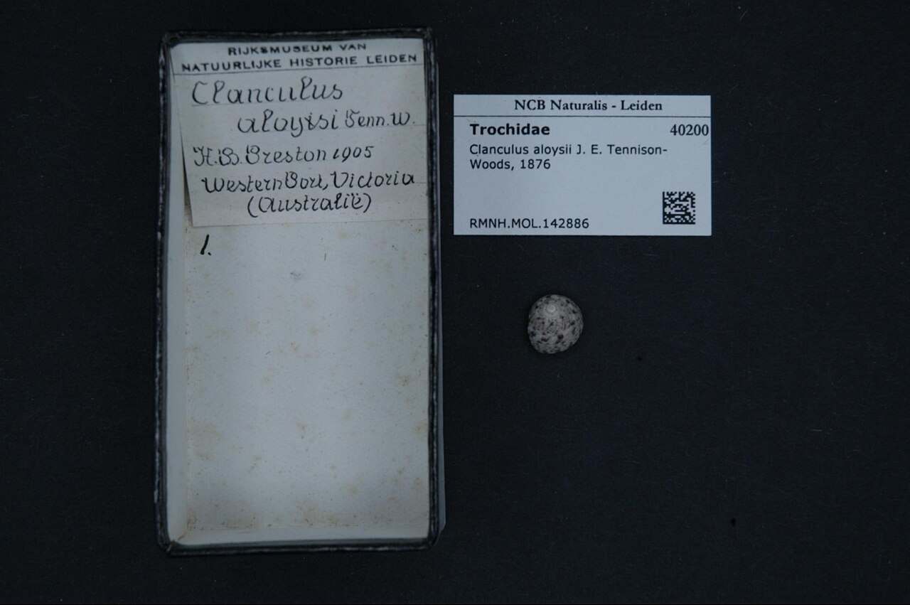Clanculus aloysii
