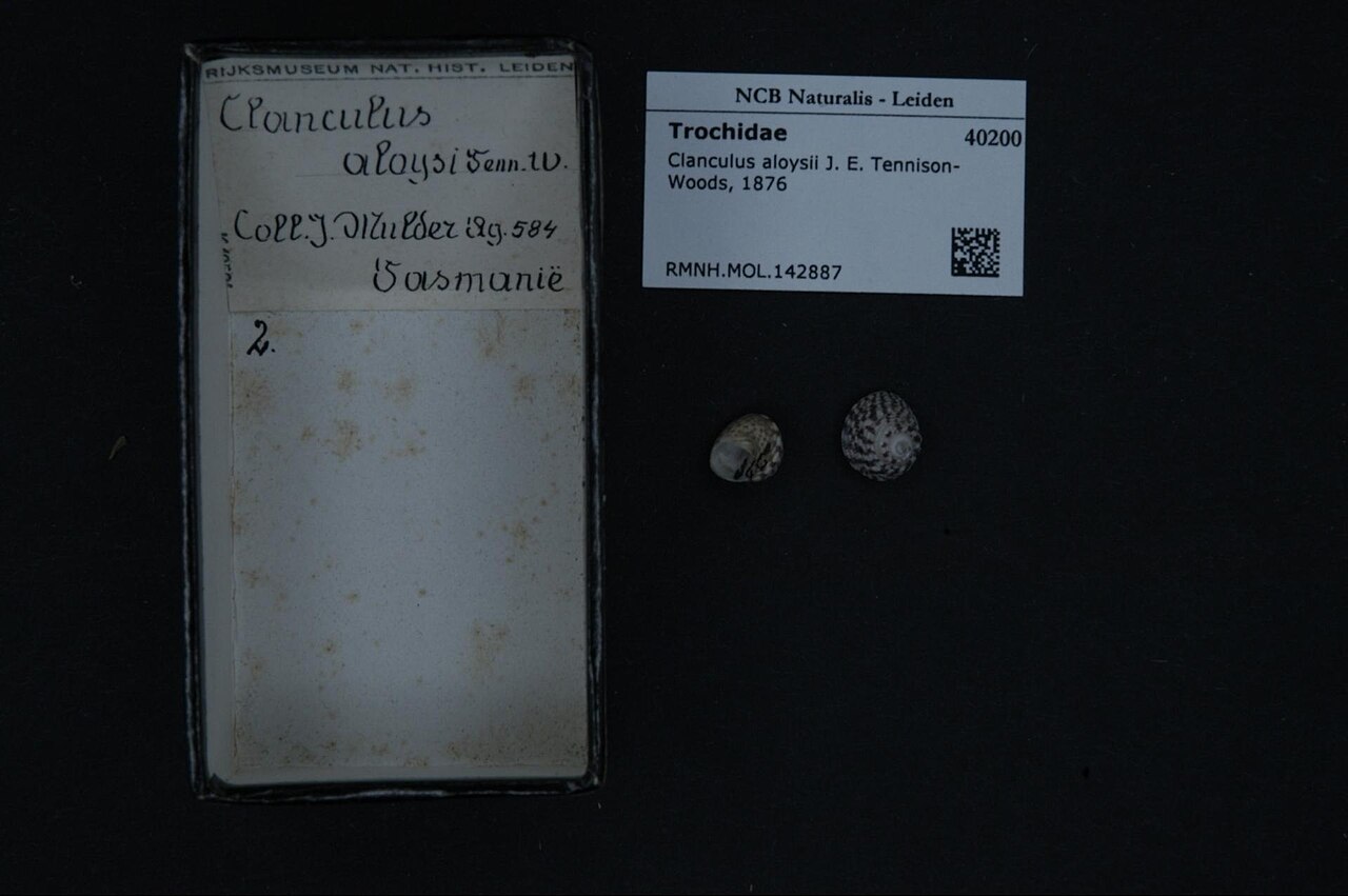 Clanculus aloysii