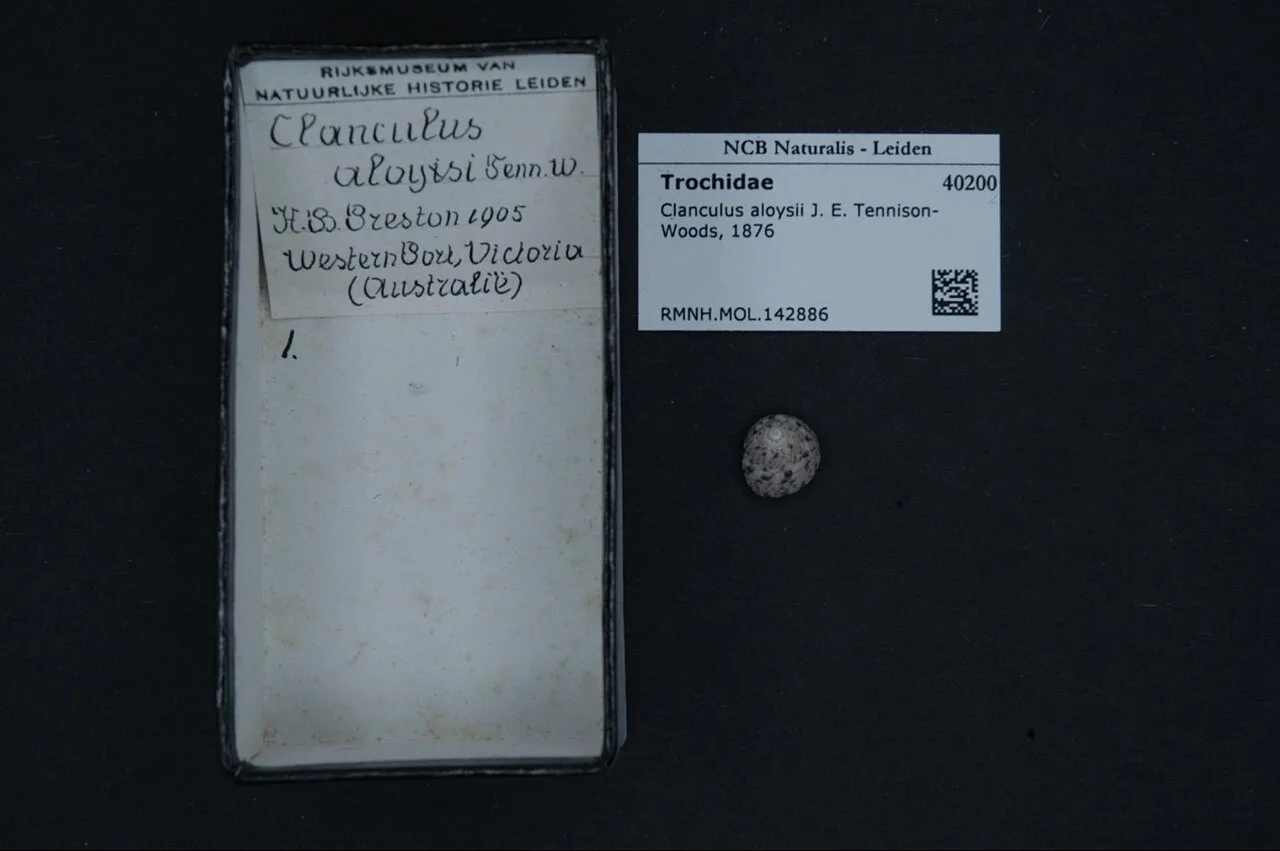 Clanculus aloysii