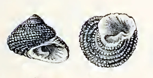 Clanculus berthelotii