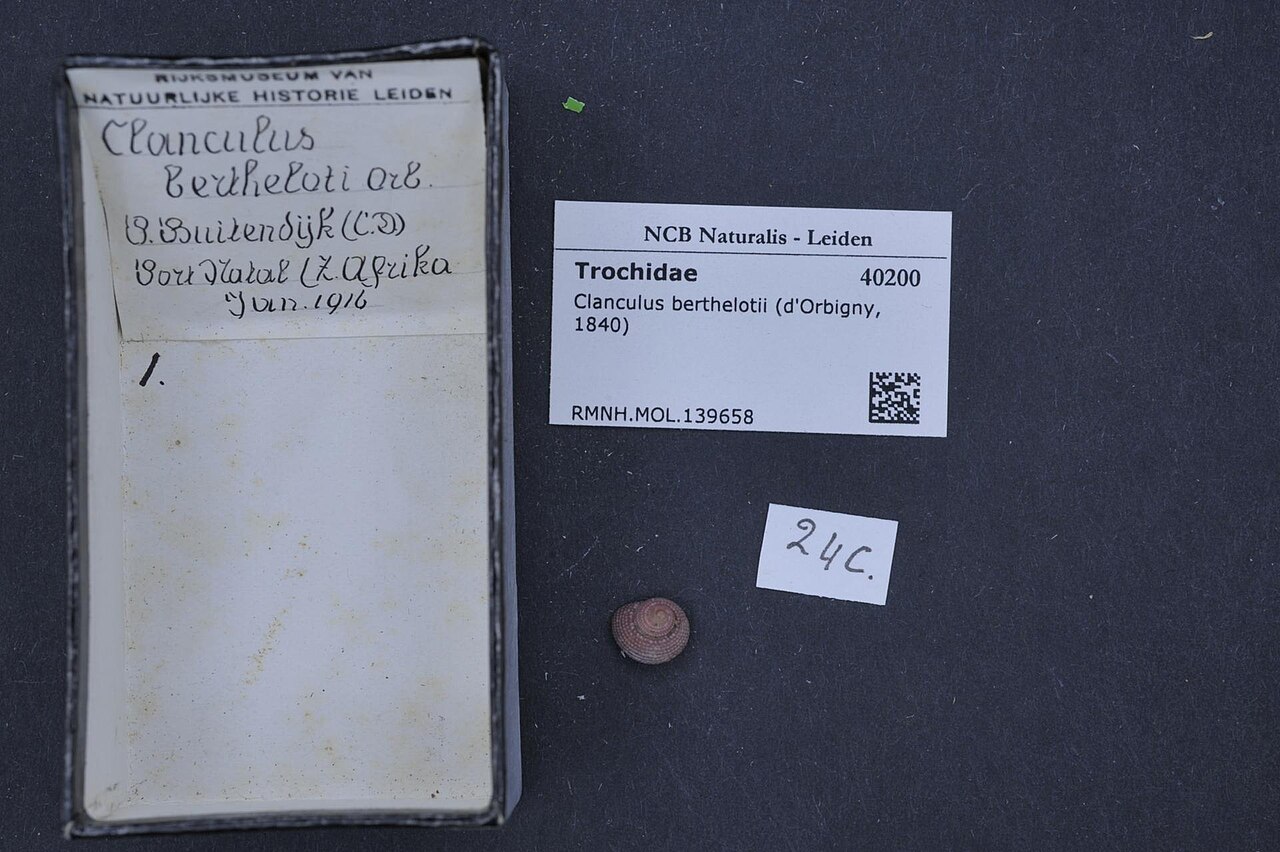 Clanculus berthelotii