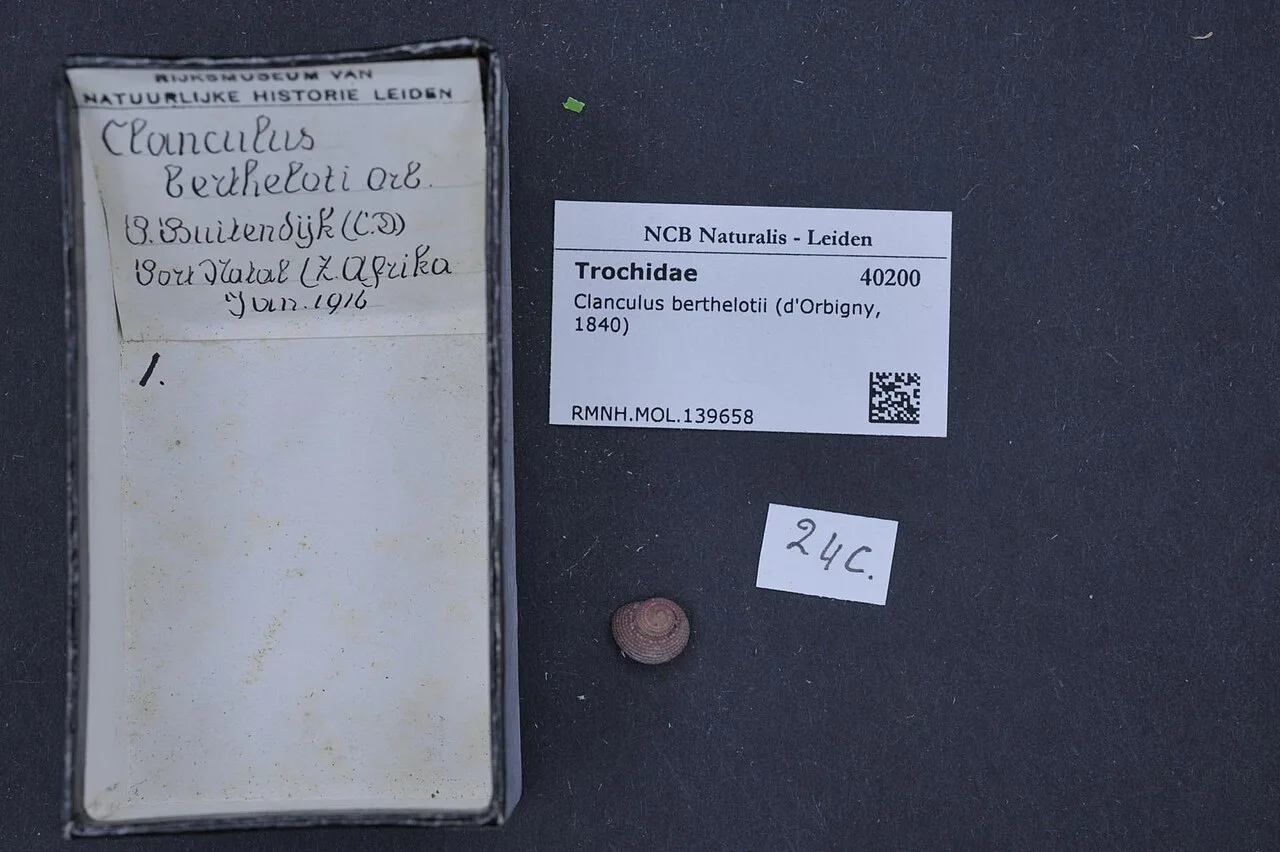 Clanculus berthelotii
