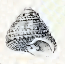 Clanculus bronni