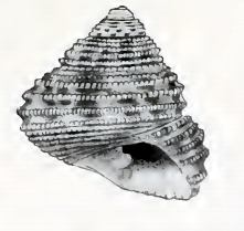 Clanculus bronni