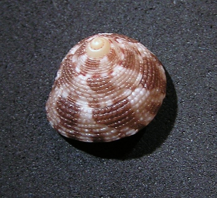 Clanculus brunneus