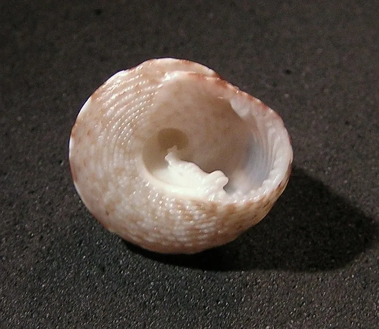 Clanculus brunneus