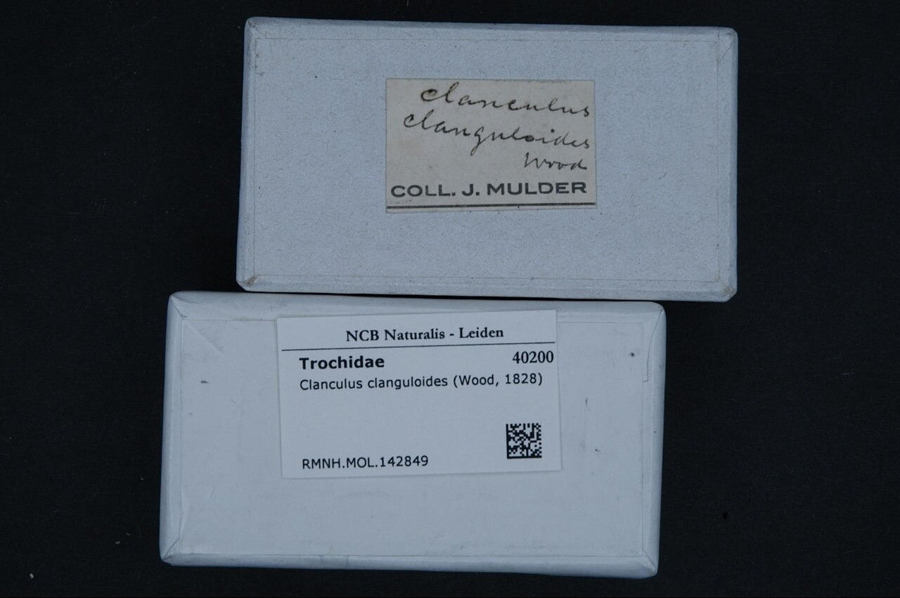 Clanculus clanguloides