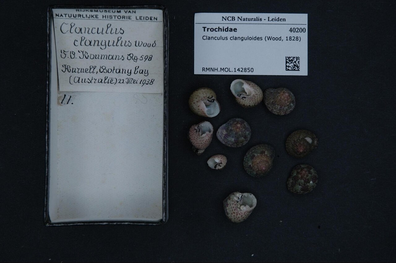 Clanculus clanguloides