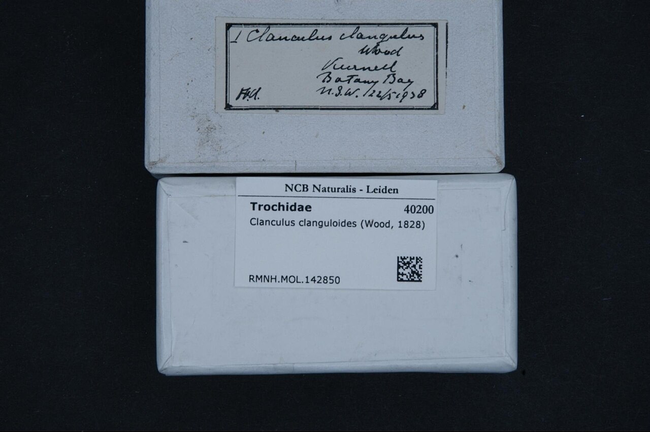 Clanculus clanguloides