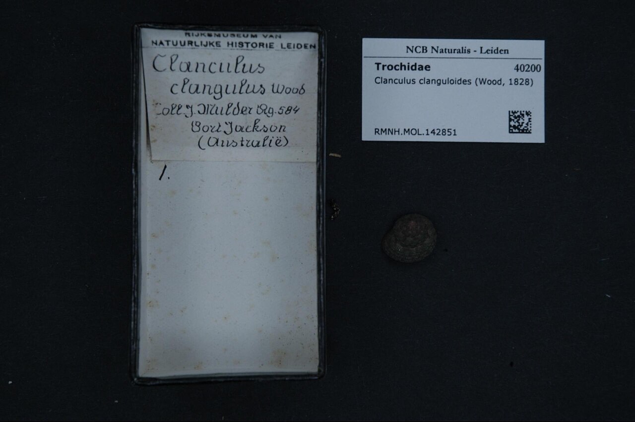 Clanculus clanguloides