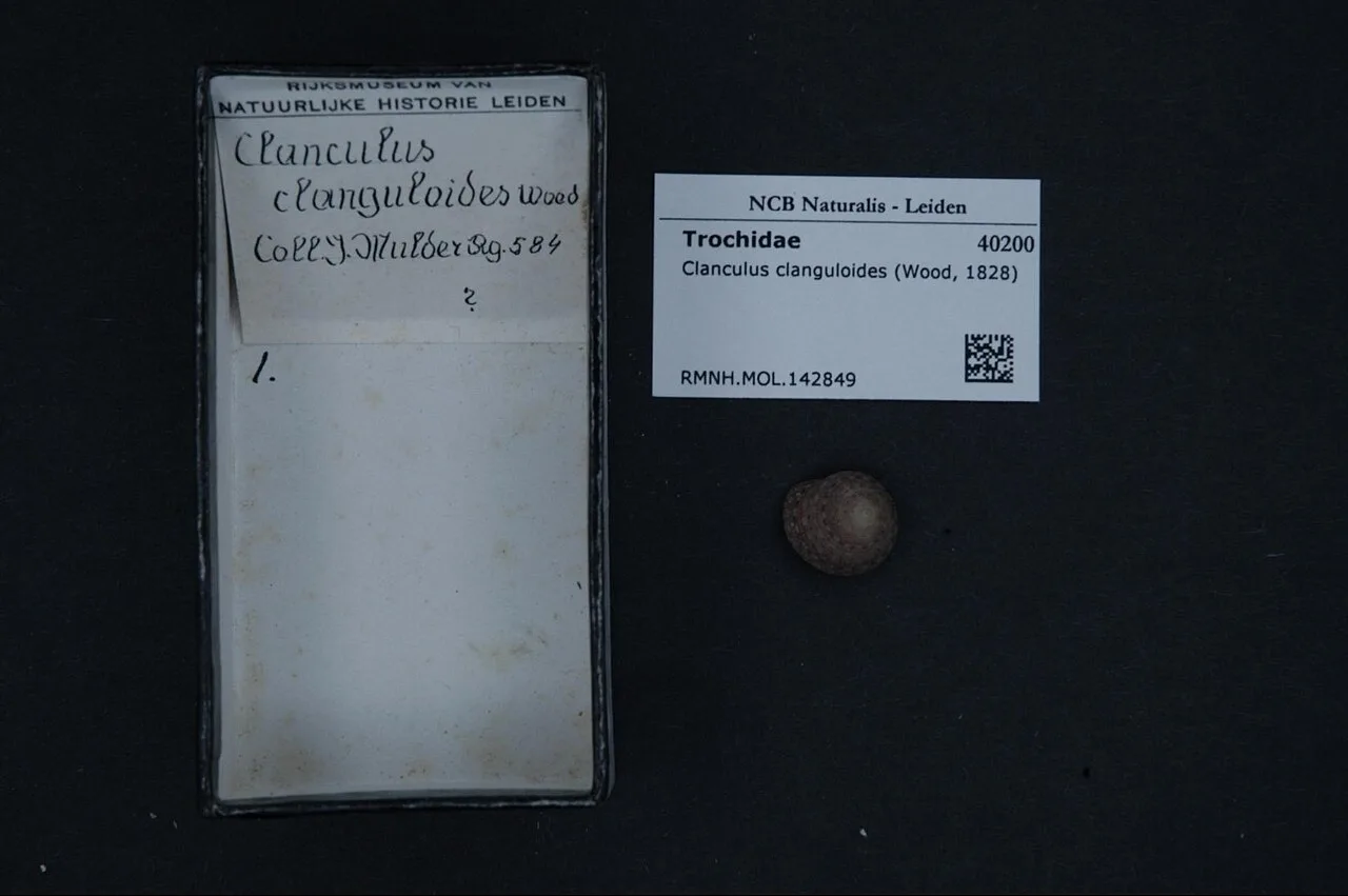 Clanculus clanguloides