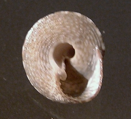 Clanculus clangulus