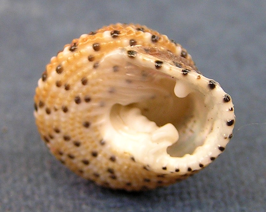 Clanculus comarilis